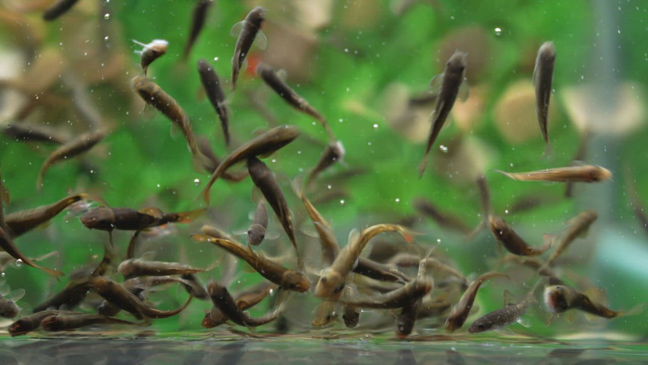 Little fishes in the aquarium - Free Stock Video