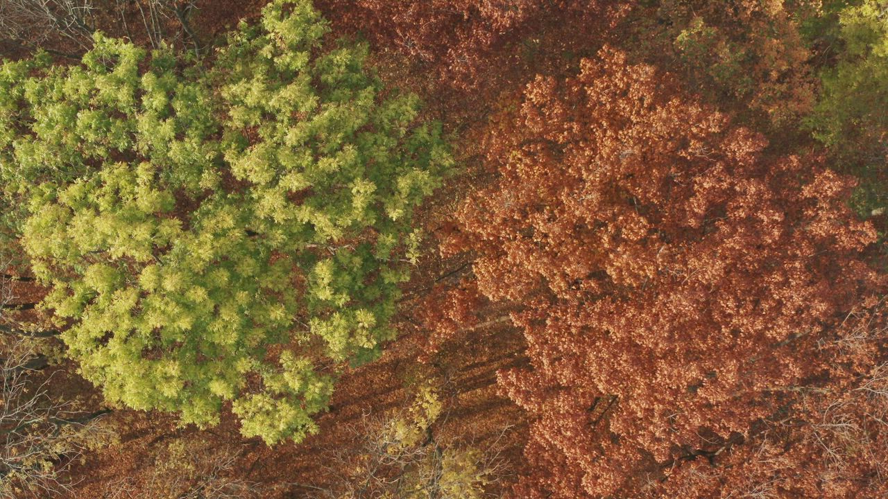 Aerial rotating view of an autumn forest - Free Stock Video
