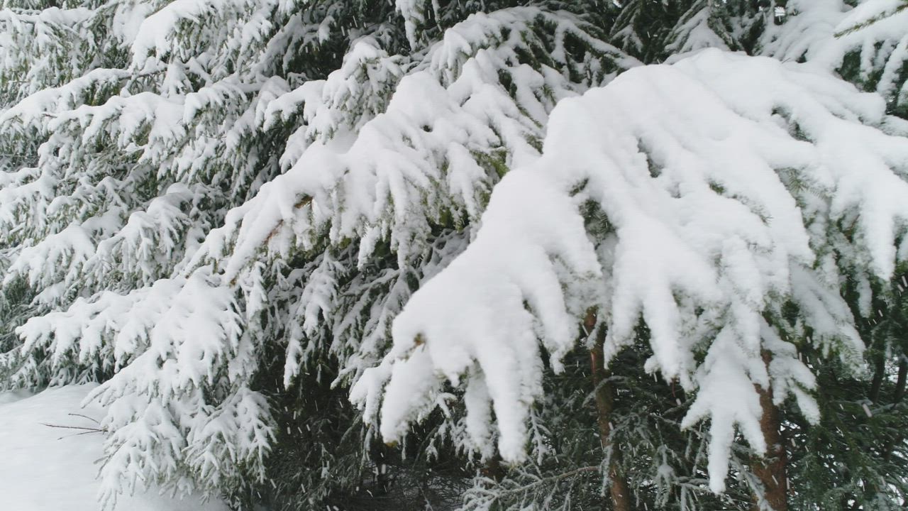 Snowing on the pine branches - Free Stock Video