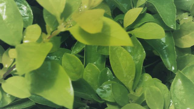 Green branches and leaves.