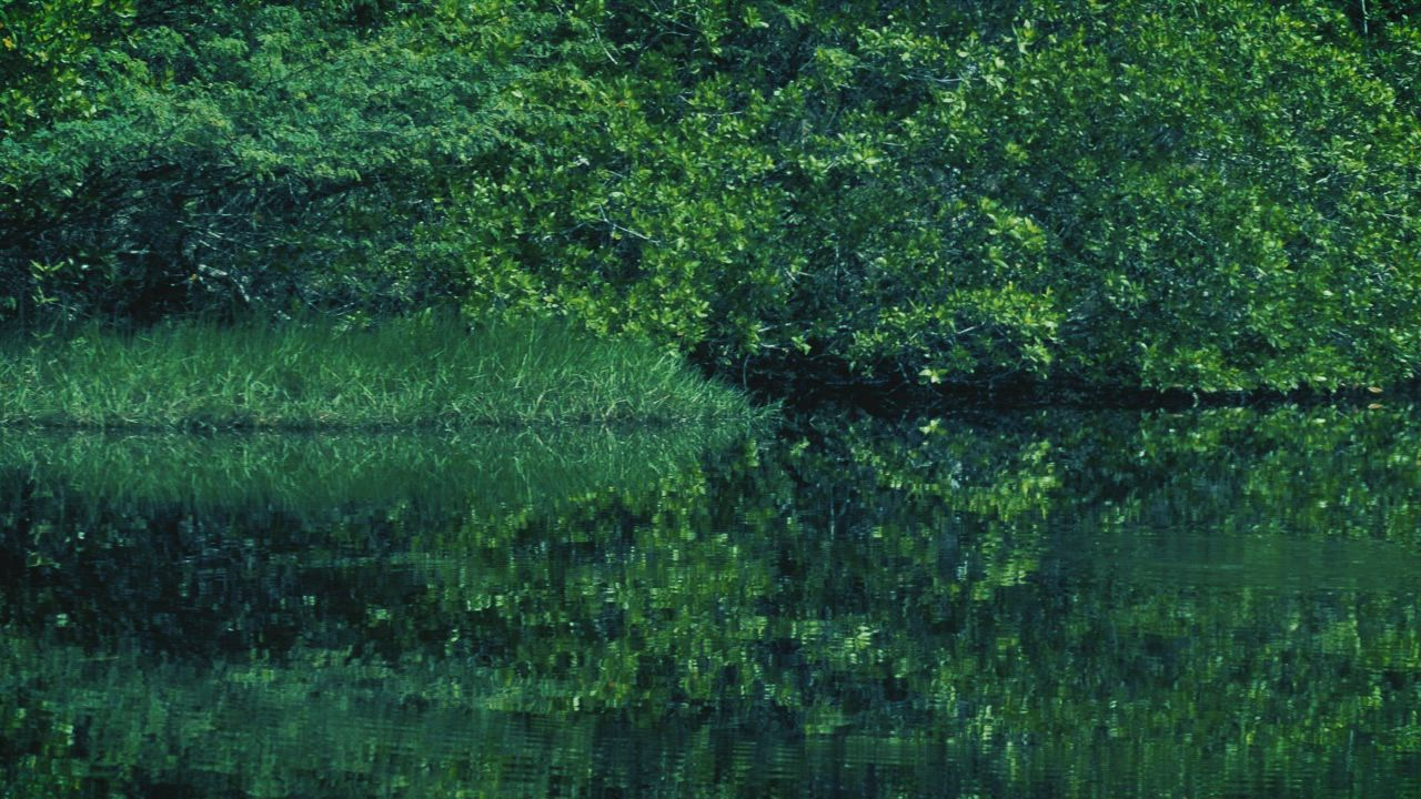 Mangrove swamp with green nature - Free Stock Video