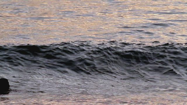 Swimming in the shallows.