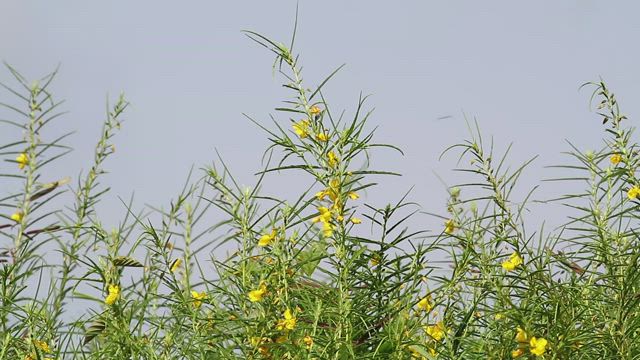 Yellow wildflowers and insects.