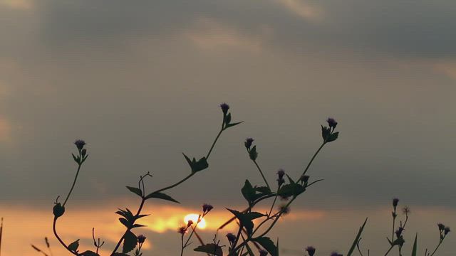 Grass silhouetted against the sunset.