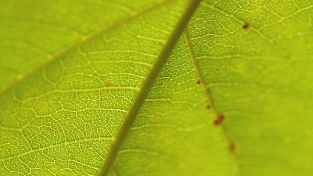 Closeup of a garden leaf.