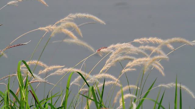 Grass swaying by a lake.
