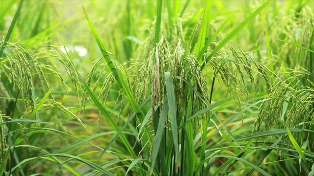 Wild grass in a meadow.