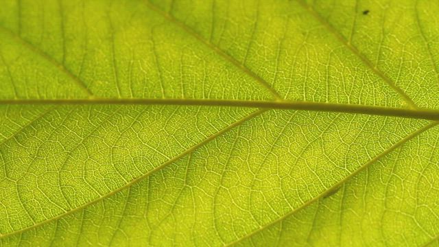 Closeup of an insect on a leaf.