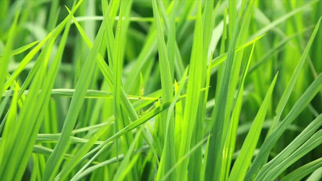 Bright green grass.