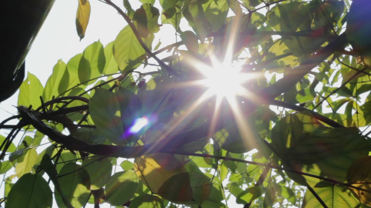 Sunshine breaking through green leaves - Free Stock Video