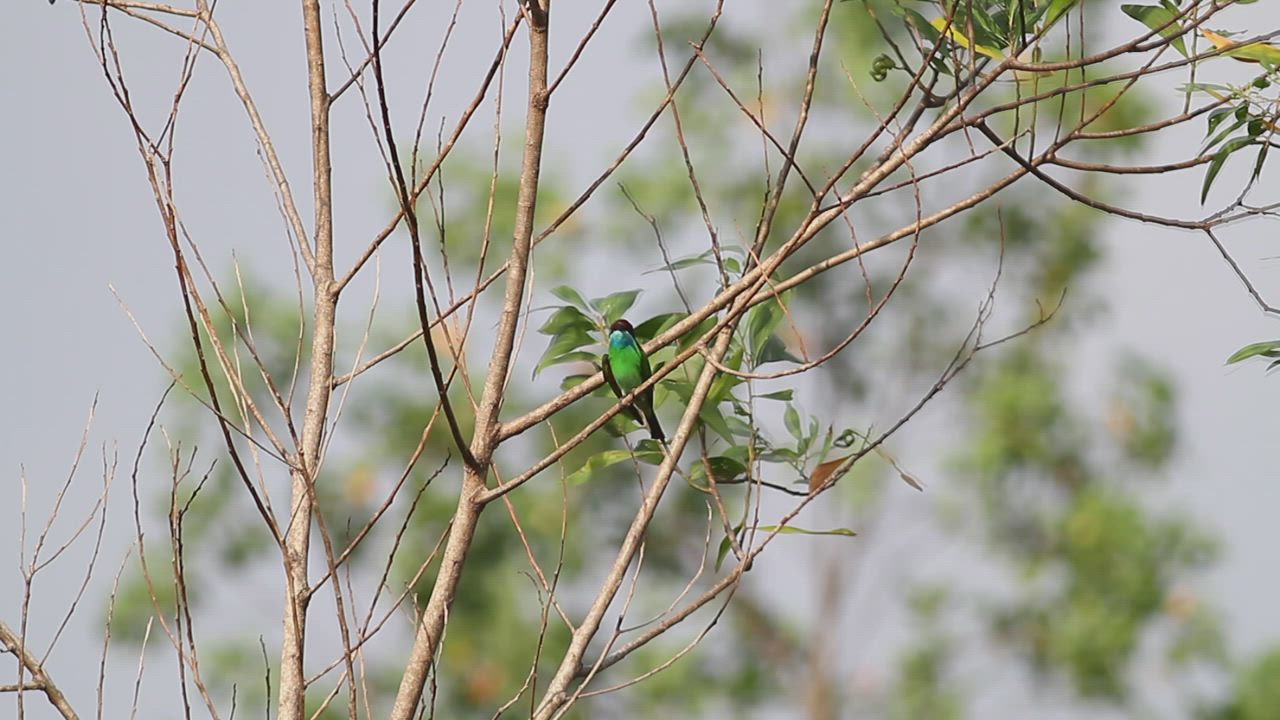 Blue and green bird on a branch - Free Stock Video