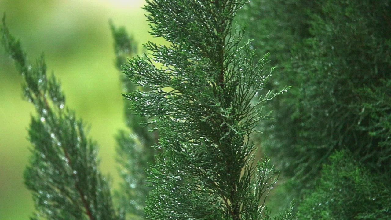 Pines after a Spring shower - Free Stock Video