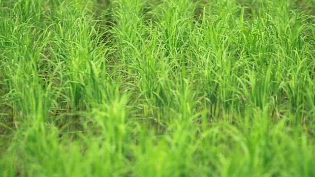 Wetlands full of grass.