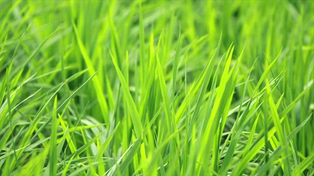 Field full of lush grass.