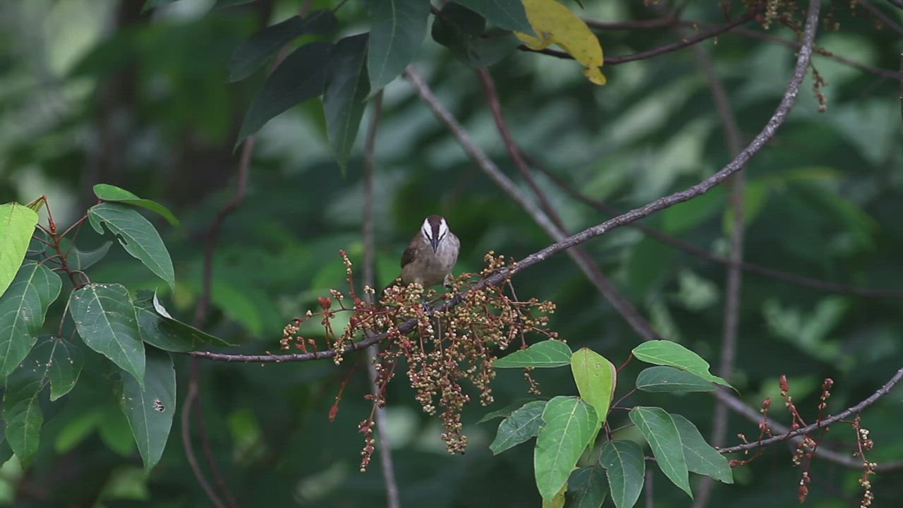 Bird taking insects from a branch - Free Stock Video