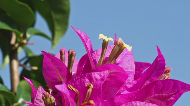 Closeup of Bougainvillea.