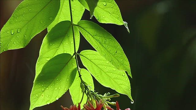 Water drops through green leaves.