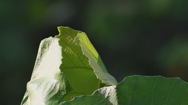 Leaves with bite marks.