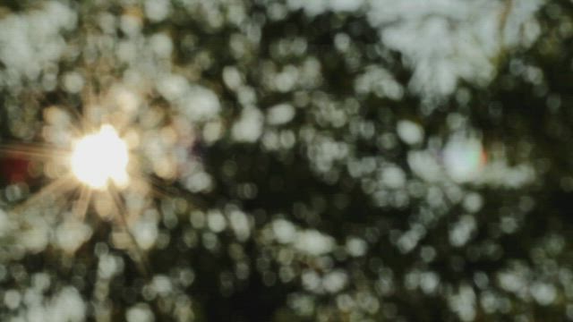 Focusing through leaves.