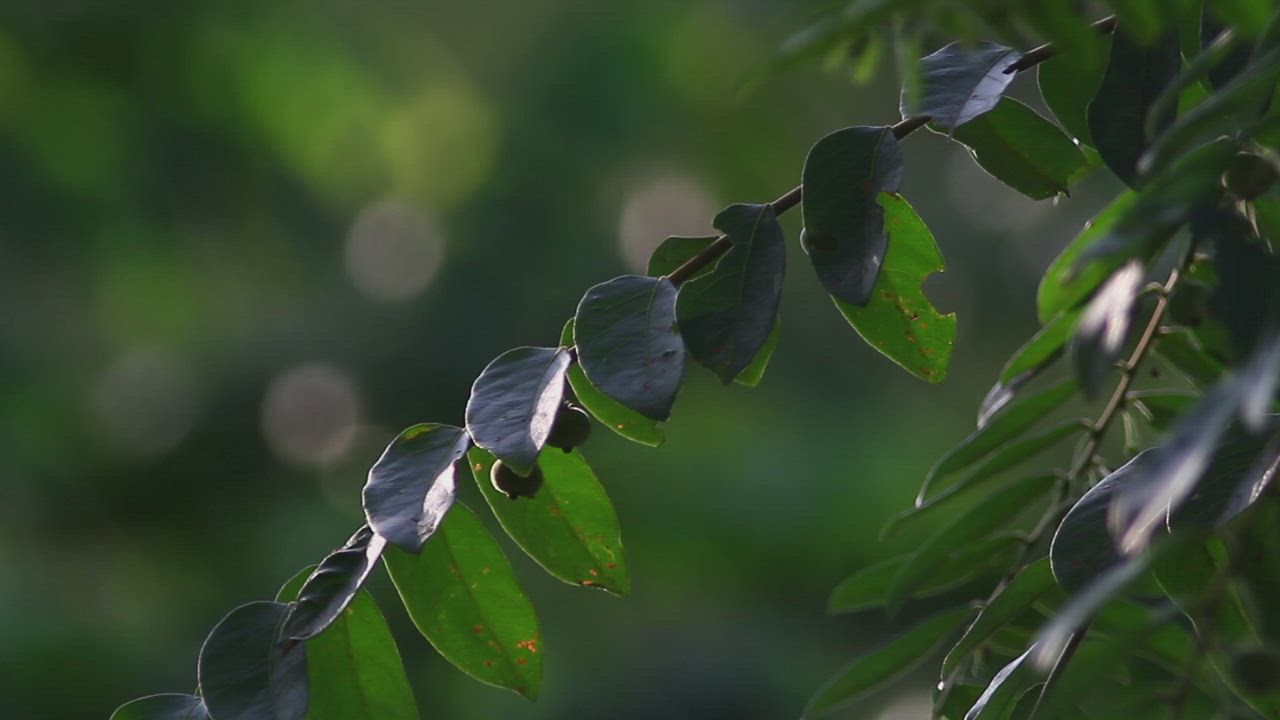 jungle-trees-closeup-free-stock-video