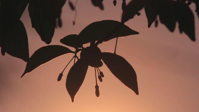 Sunrise behind a leaf silhouette.