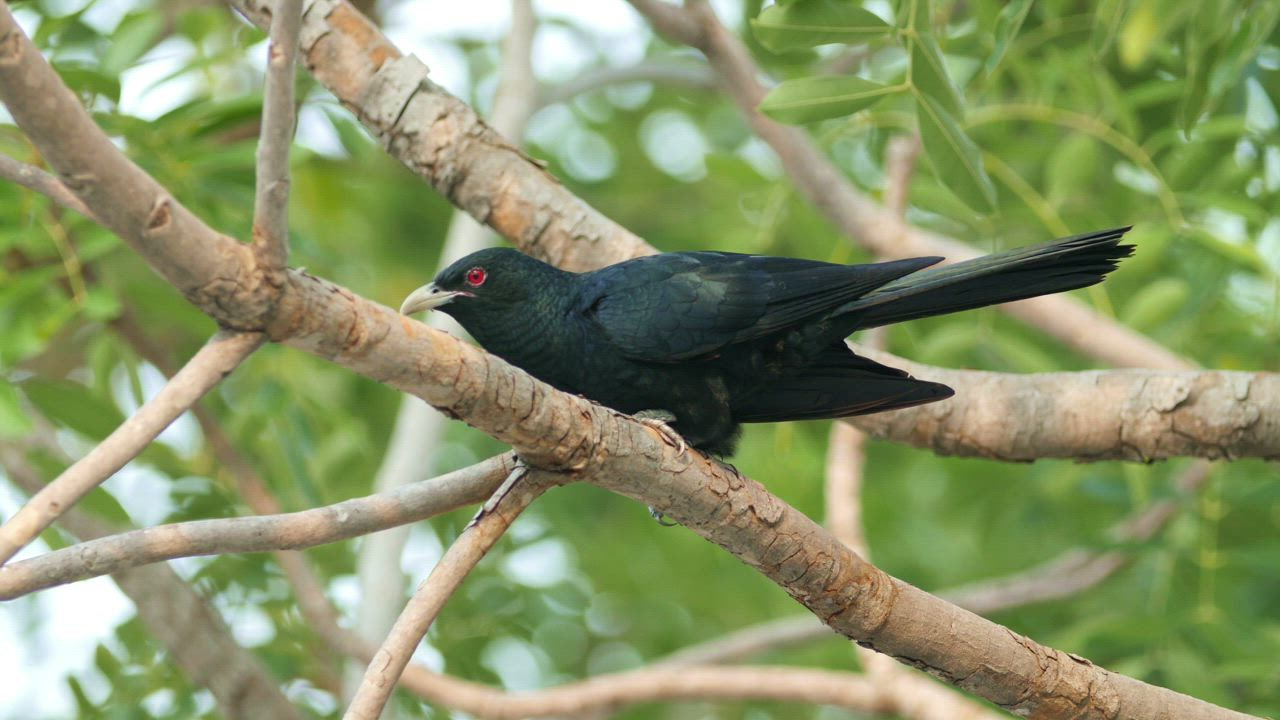 Asian Koel in the wild - Free Stock Video