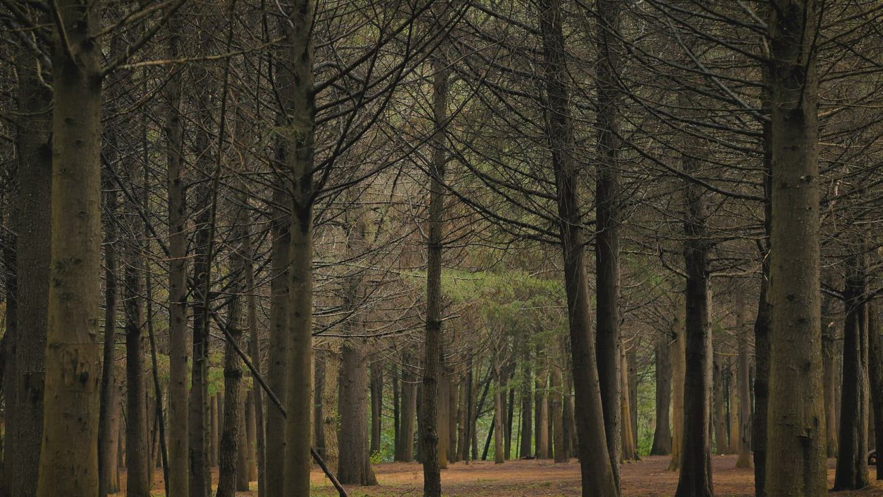 Autumn forest with leafless trees - Free Stock Video