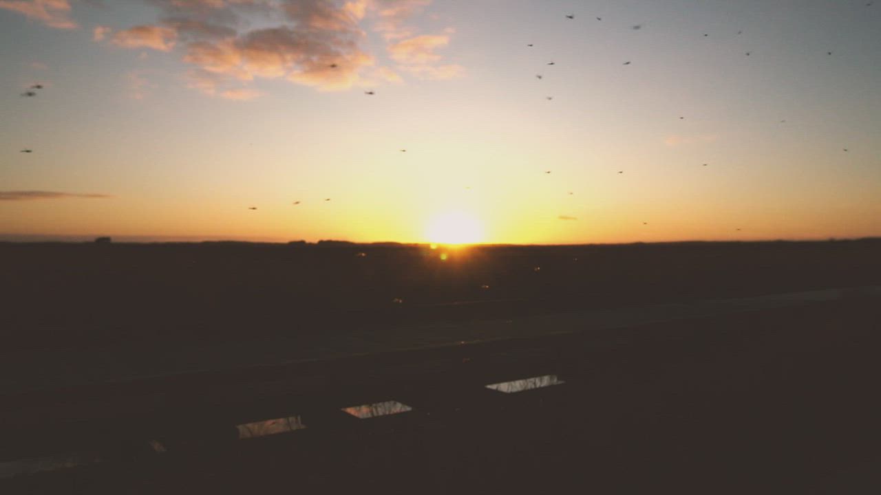 Insects flying at sunset - Free Stock Video