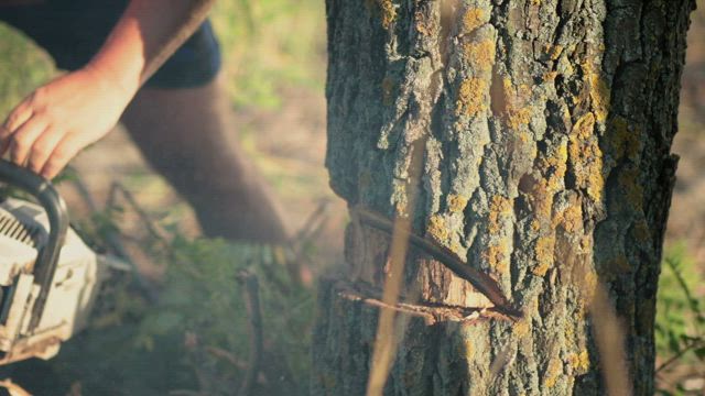 Using a chainsaw to cut down a tree.