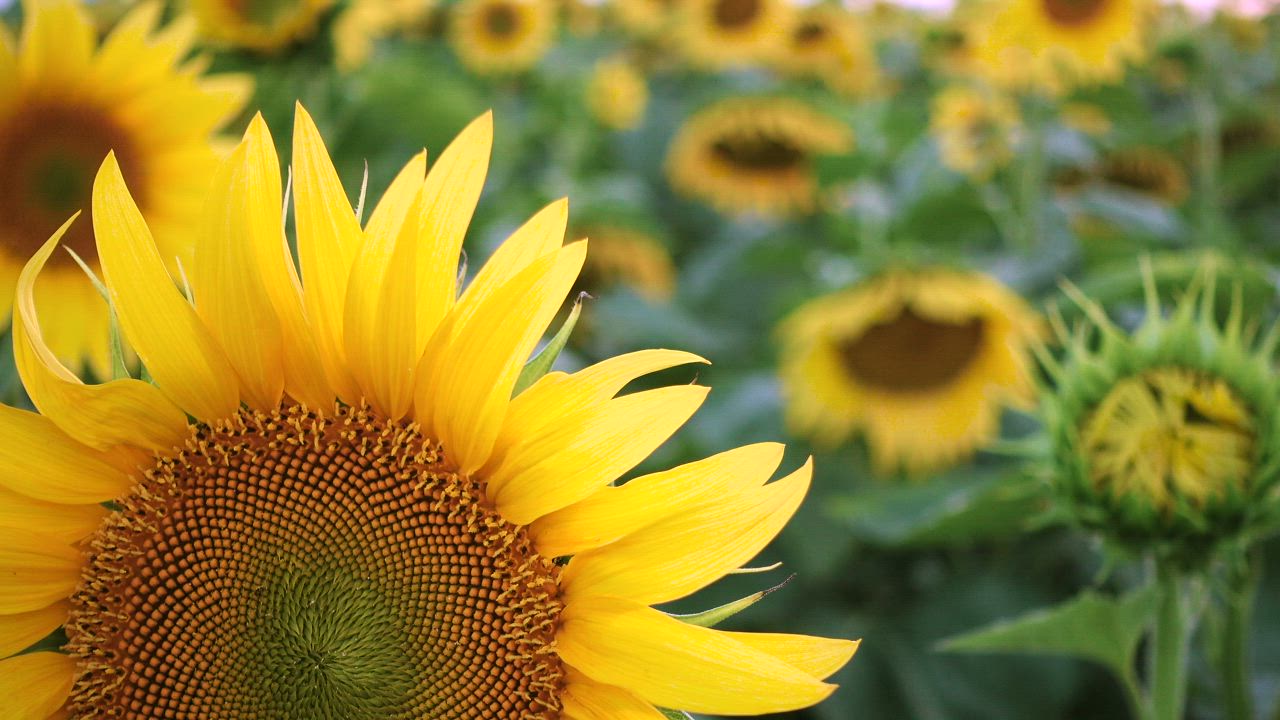 Close up of a sunflower - Free Stock Video