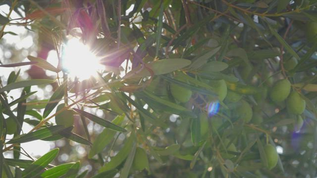 Bright light shining through an olive tree.