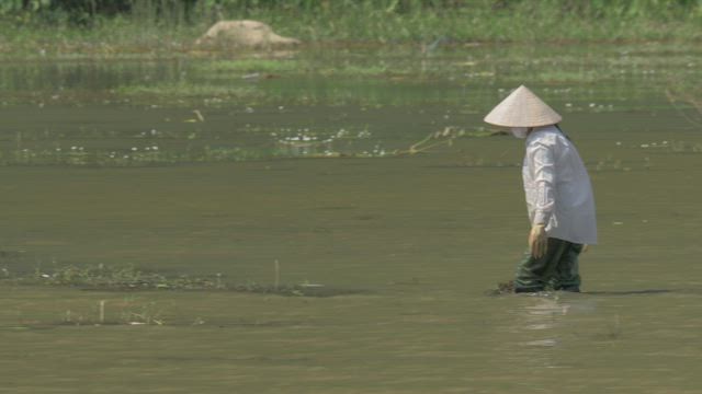Vietnamese worker in a field.
