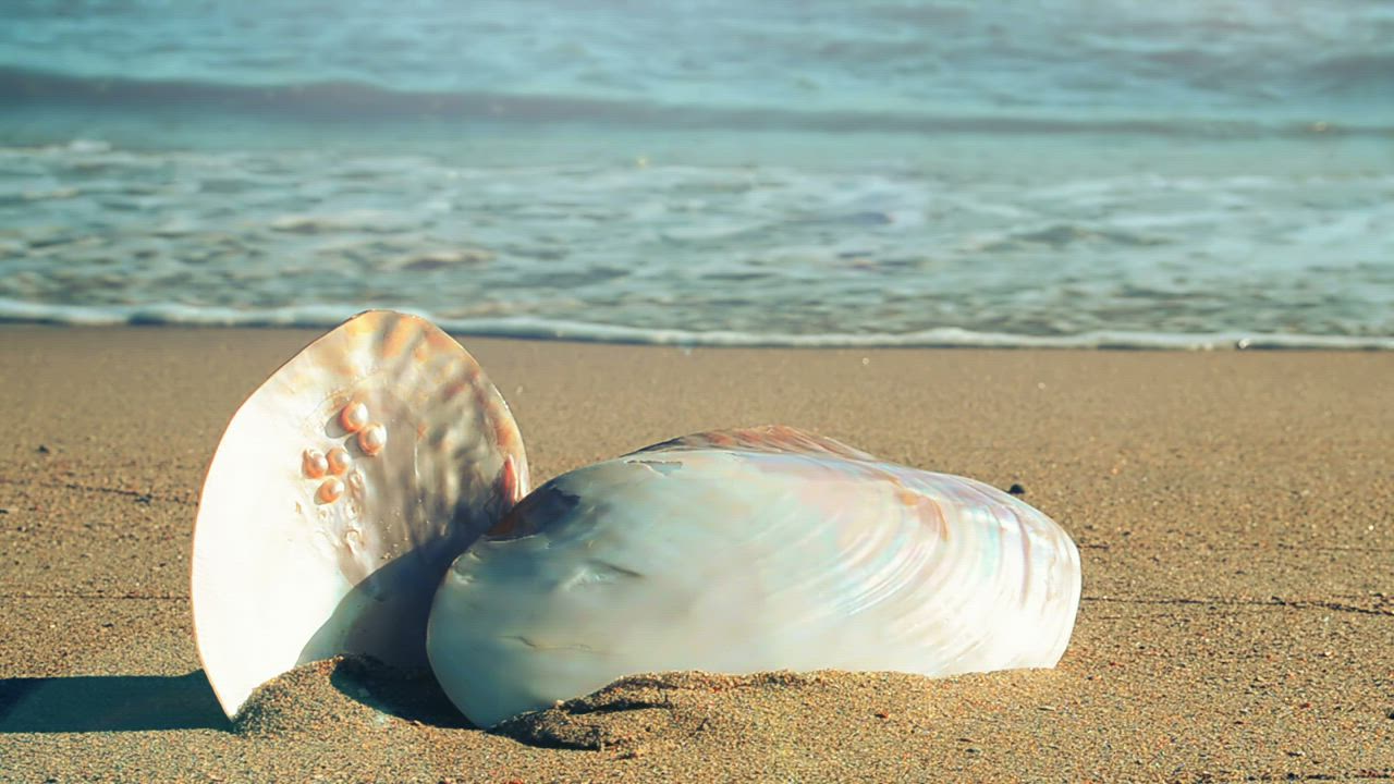 Shells stacked on the beach - Free Stock Video