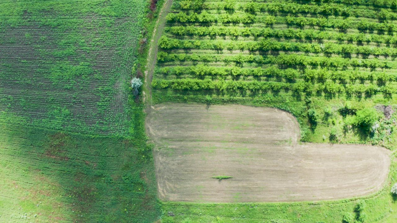 Green fields and small trees - Free Stock Video