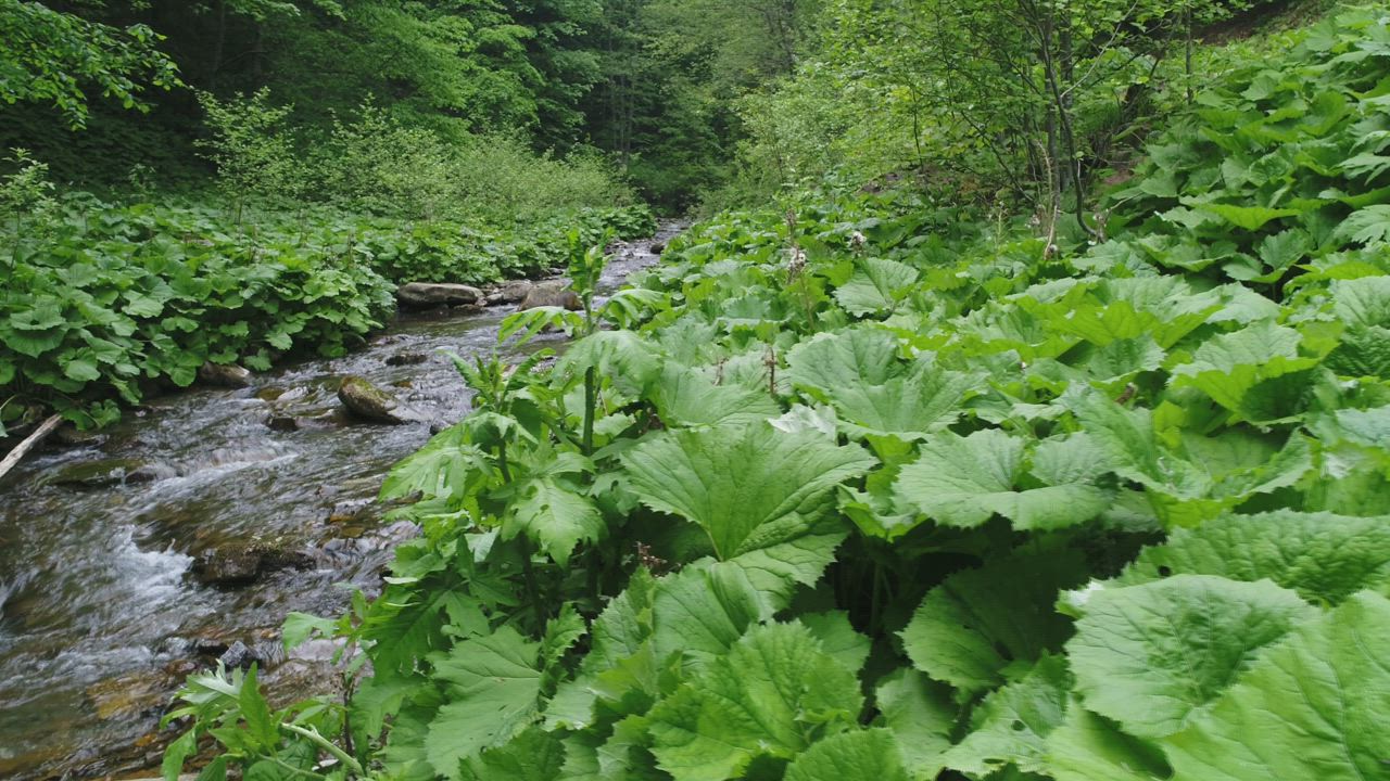 Small stream in nature, slow motion - Free Stock Video