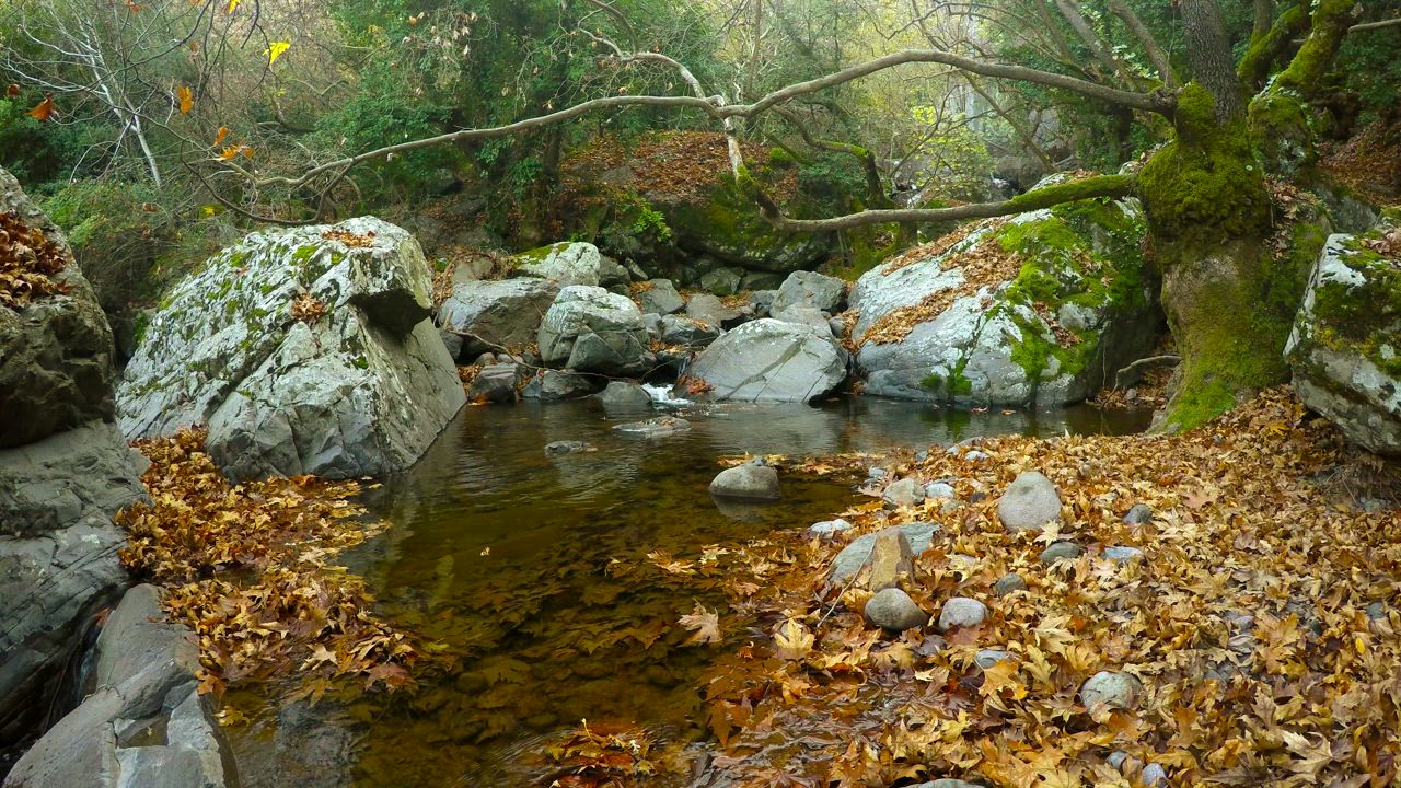 Small lake in a forest with rocks and moss - Free Stock Video