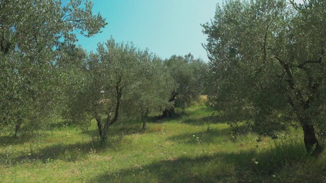 Woodland on a sunny day.