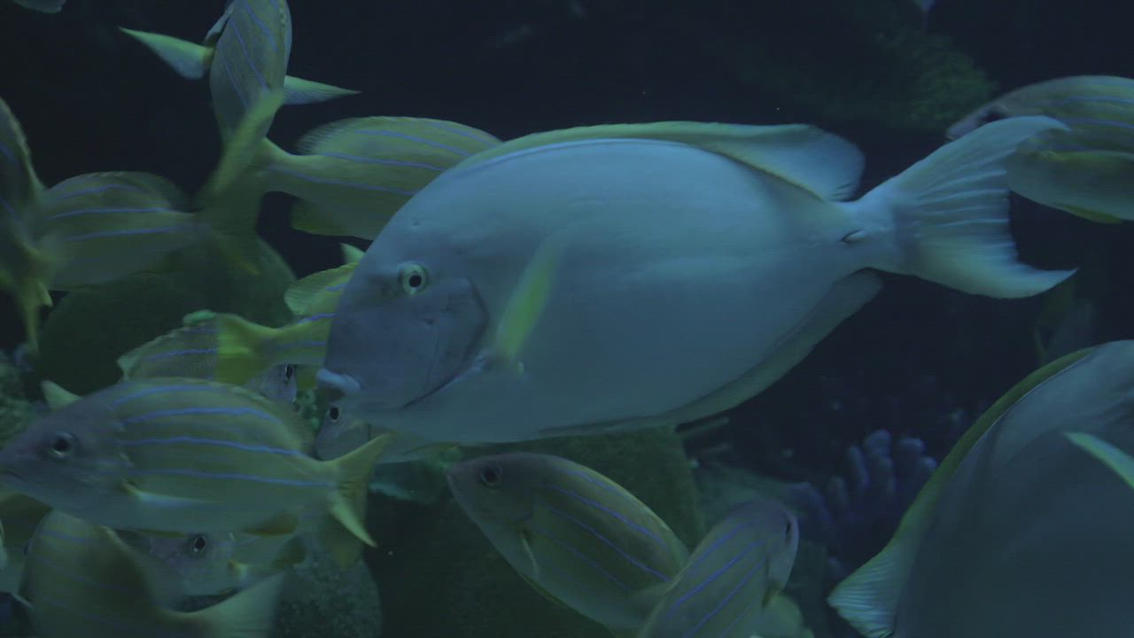 Yellowfin Tang, Bluestripe Snapper, and Barramundi Cod at a zoo in ...