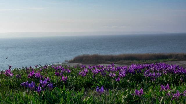 Violet wildflowers moving in the wind.