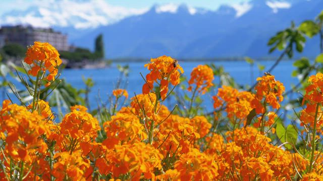 Orange flowers and the lake in the background.