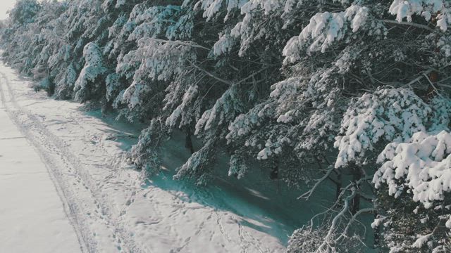 Winter pine forest covered in snow.