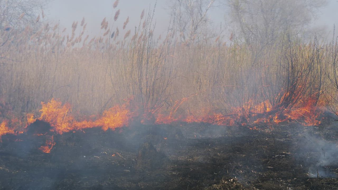 Fire consuming dry grass in the forest - Free Stock Video