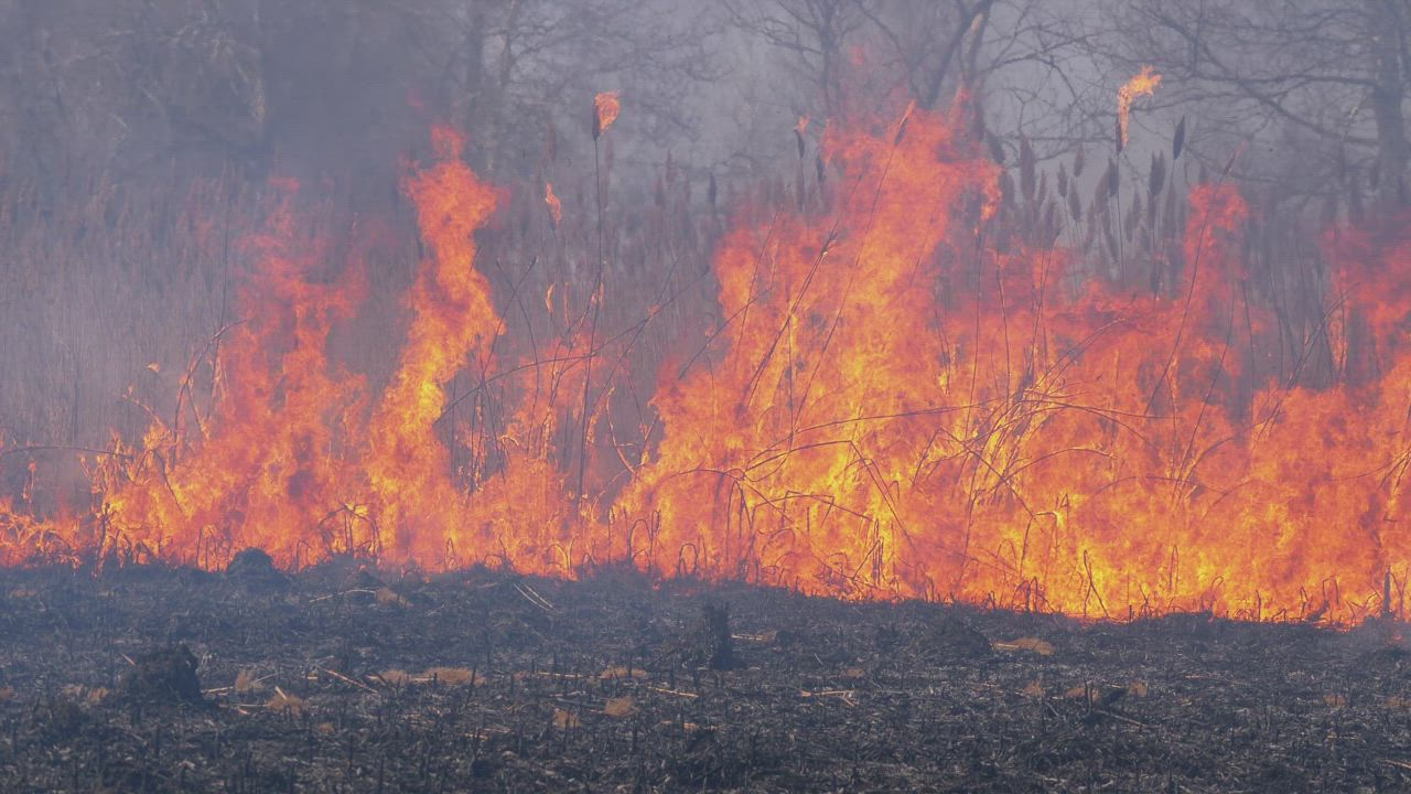 An aggressive fire consuming the nature - Free Stock Video