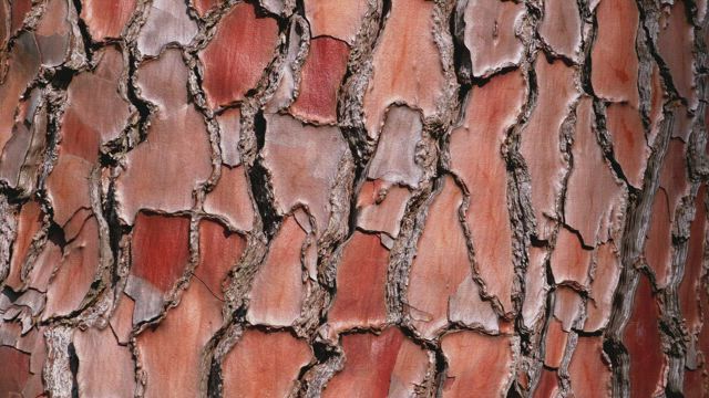 Wood texture of a log in the forest.