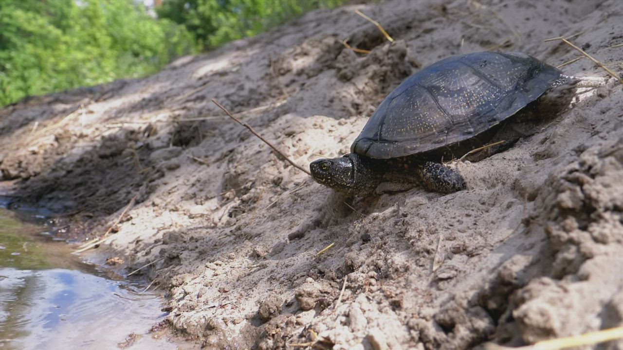 Turtle getting into a river - Free Stock Video
