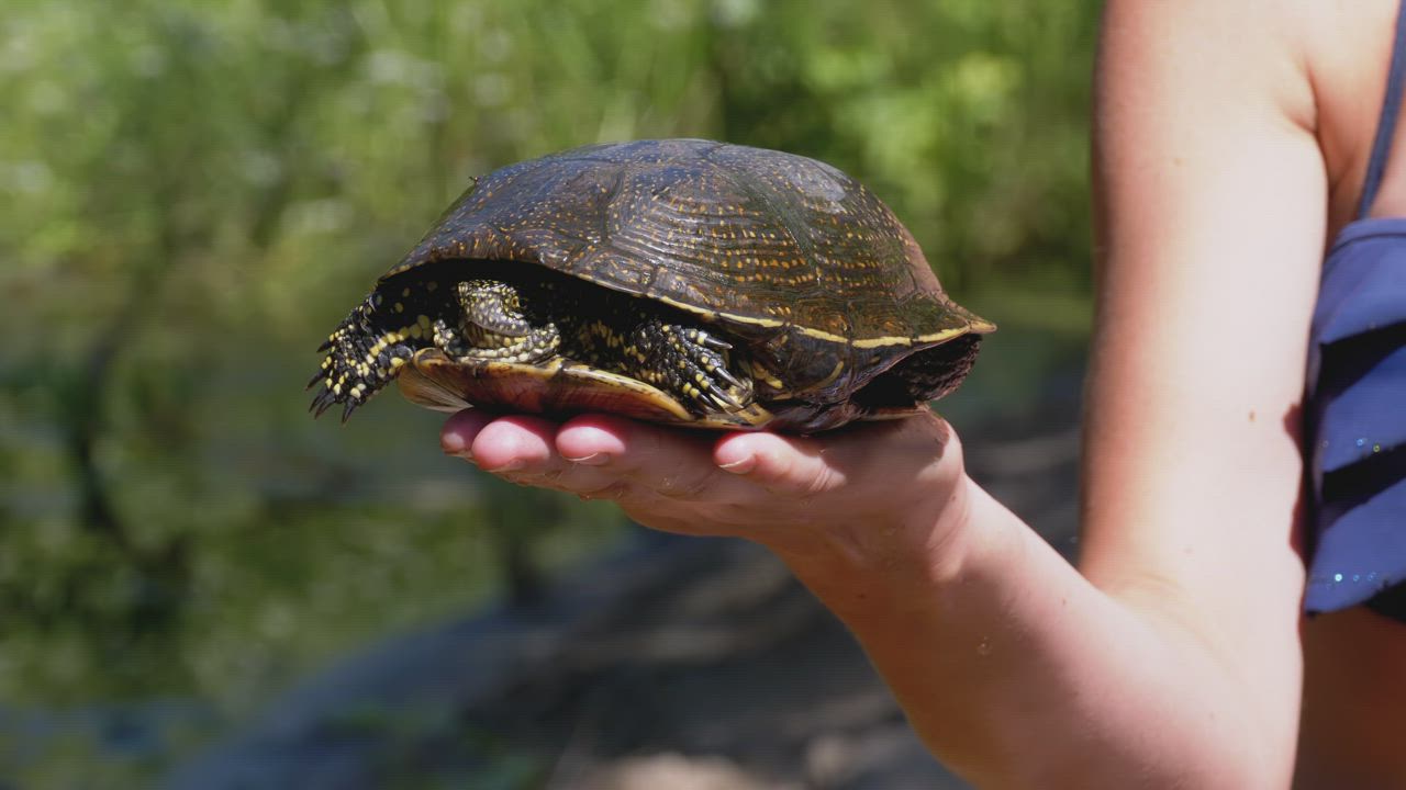 Person carrying a turtle in his hand in nature - Free Stock Video