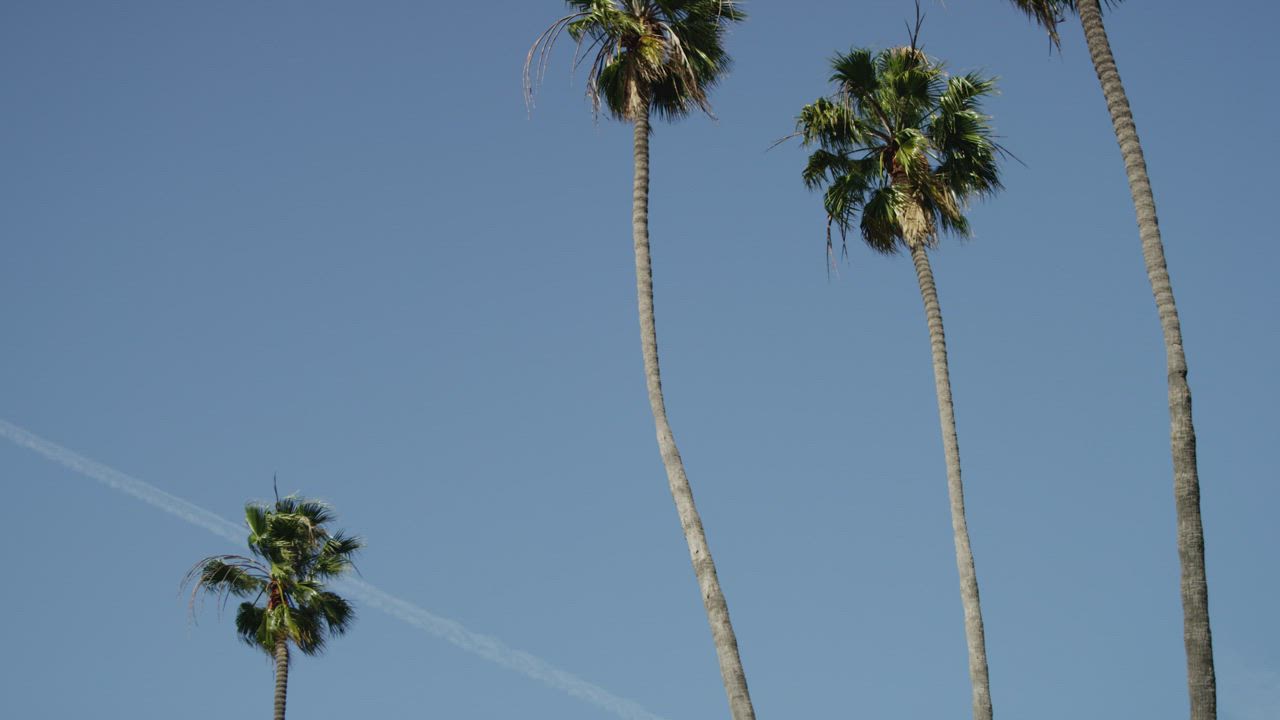 Palm trees and clear blue sky - Free Stock Video