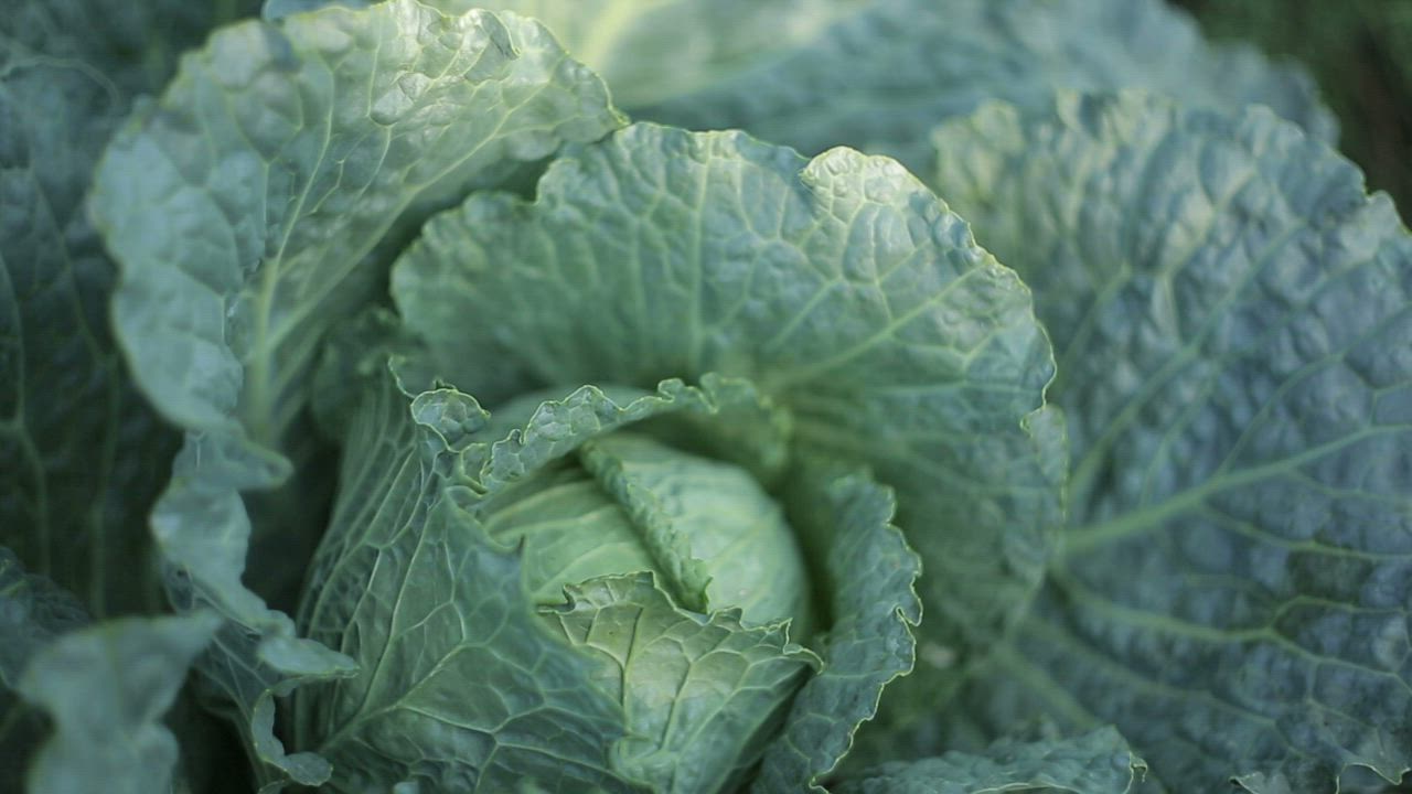 Texture of a Cabbage, close up view - Free Stock Video