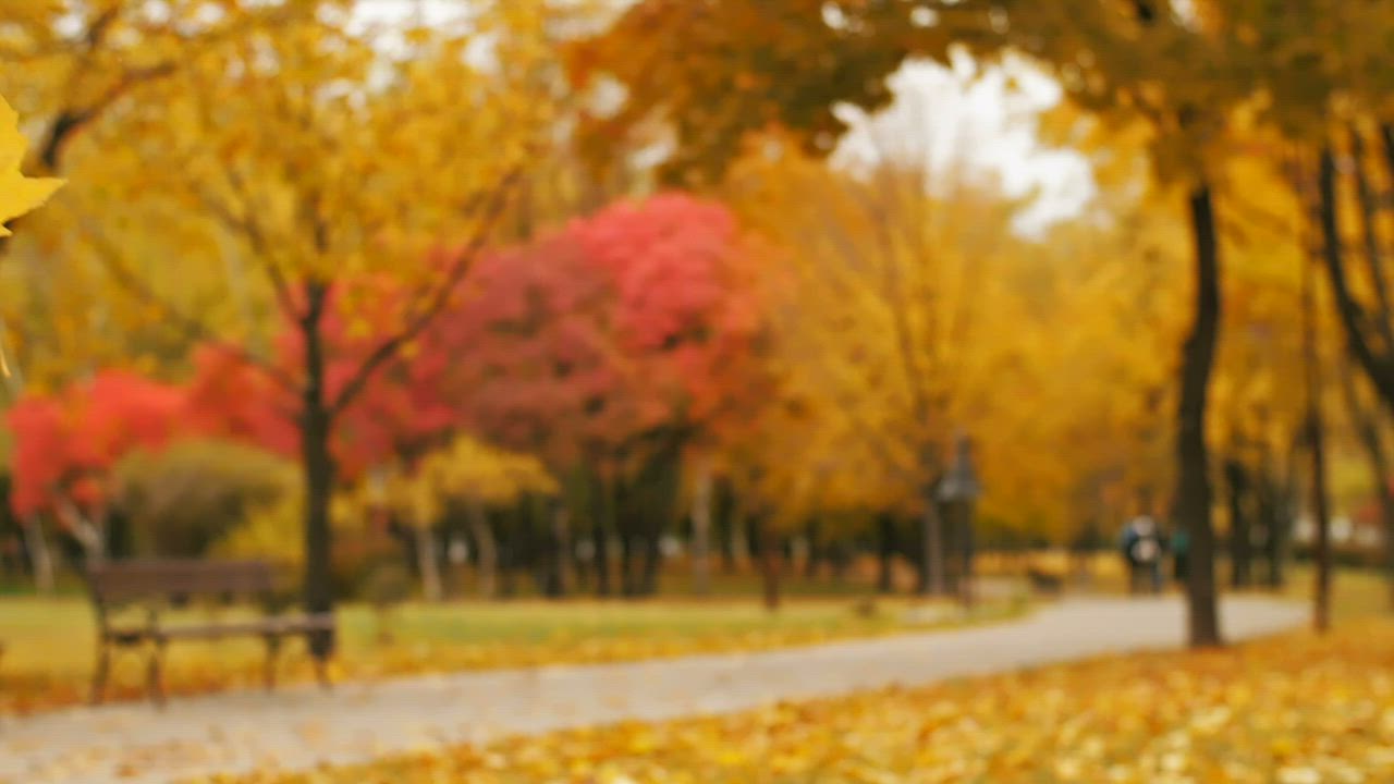 Autumn leaves falling in a park - Free Stock Video