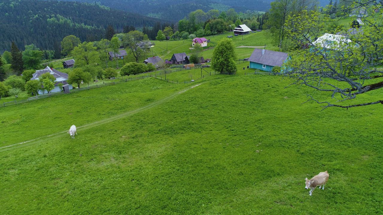 Aerial view of cows in a green field at a farm - Free Stock Video